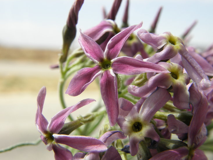 Imagem de Amsonia tomentosa var. stenophylla Kearney & Peebles