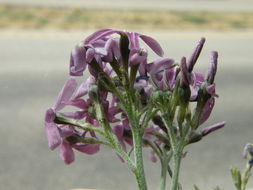 Imagem de Amsonia tomentosa var. stenophylla Kearney & Peebles