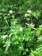 Image of western valerian