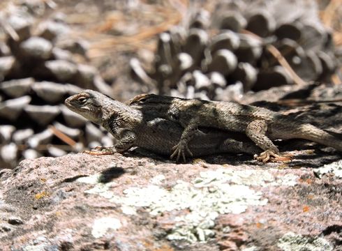 Image of Sceloporus tristichus Cope 1875