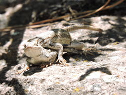 Image of Sceloporus tristichus Cope 1875