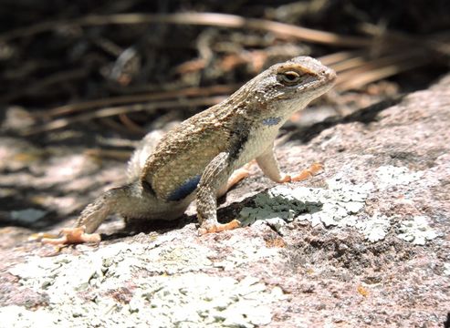 Image of Sceloporus tristichus Cope 1875