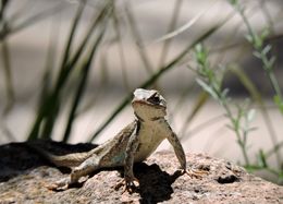 Image of Sceloporus tristichus Cope 1875