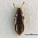 Image of winter rove beetle