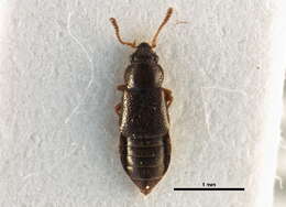 Image of winter rove beetle