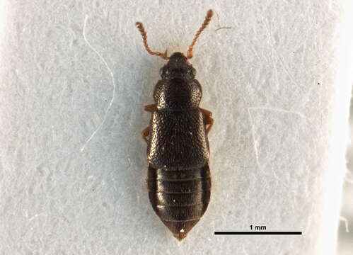 Pycnoglypta resmi