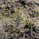 Sivun Chorizanthe brevicornu var. spathulata (Small ex Rydberg) C. L. Hitchcock kuva