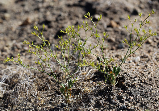 Image de Chorizanthe brevicornu var. spathulata (Small ex Rydberg) C. L. Hitchcock