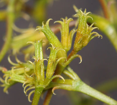 Image of brittle spineflower