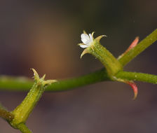 Image of brittle spineflower