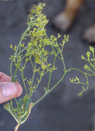 Image de Chorizanthe brevicornu var. spathulata (Small ex Rydberg) C. L. Hitchcock