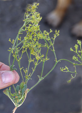 Image of brittle spineflower