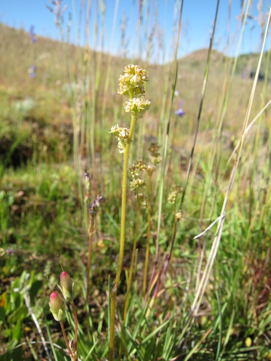 Image of Peak Pseudosaxifrage