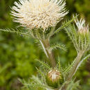 Imagem de Cirsium horridulum Michx.