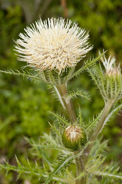 Imagem de Cirsium horridulum Michx.