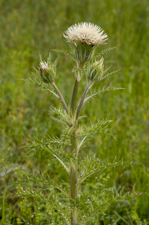 صورة Cirsium horridulum Michx.