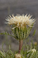 Image of yellow thistle