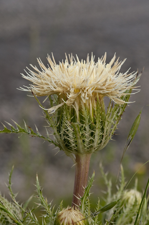 صورة Cirsium horridulum Michx.