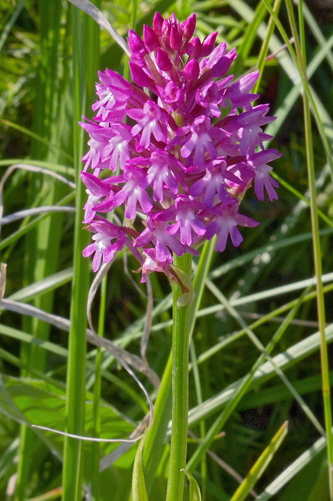 صورة Anacamptis pyramidalis (L.) Rich.