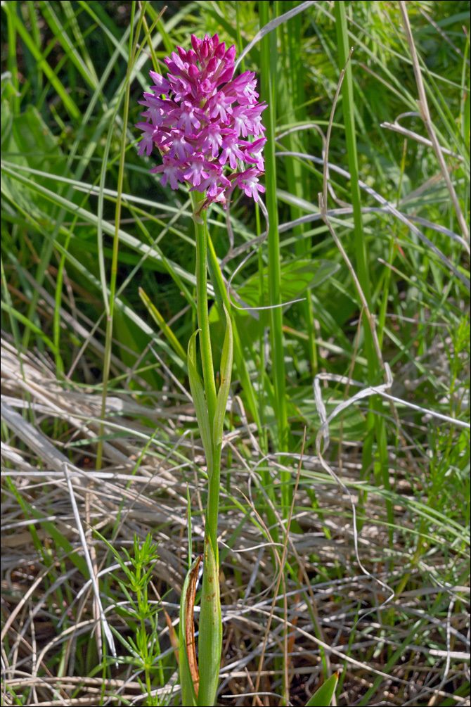 صورة Anacamptis pyramidalis (L.) Rich.