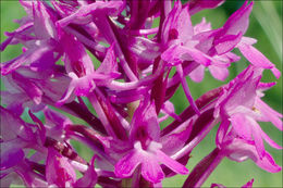 صورة Anacamptis pyramidalis (L.) Rich.