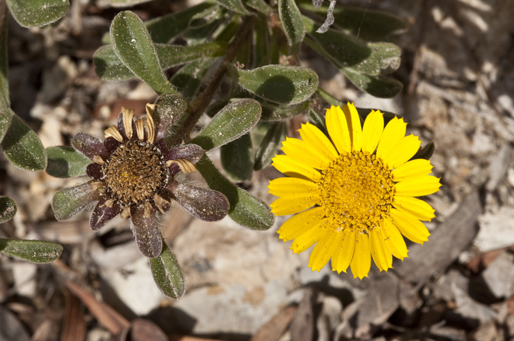 Image of estrella de mar