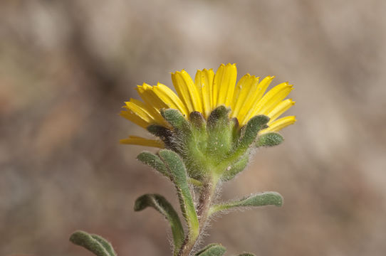 Image of estrella de mar