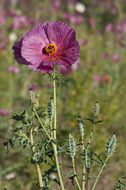 Image of red pricklypoppy