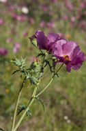 Image of red pricklypoppy