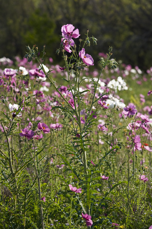 Image of red pricklypoppy