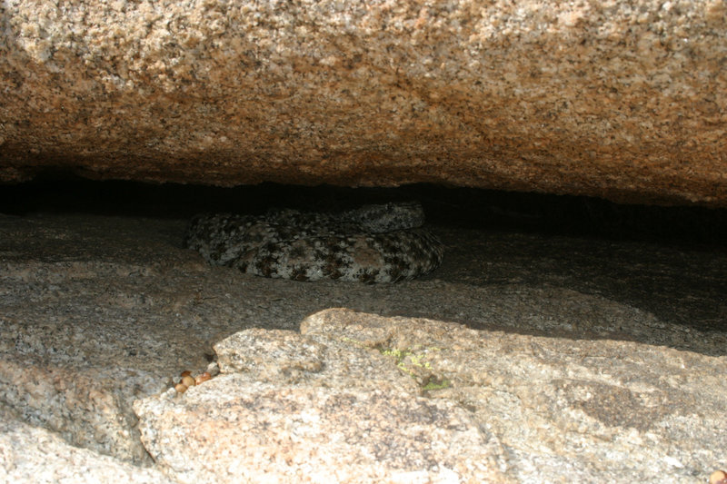 صورة Crotalus mitchellii (Cope 1861)