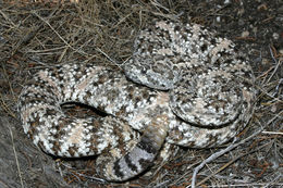 صورة Crotalus mitchellii (Cope 1861)