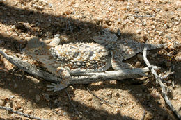 Image of Desert Horned Lizard