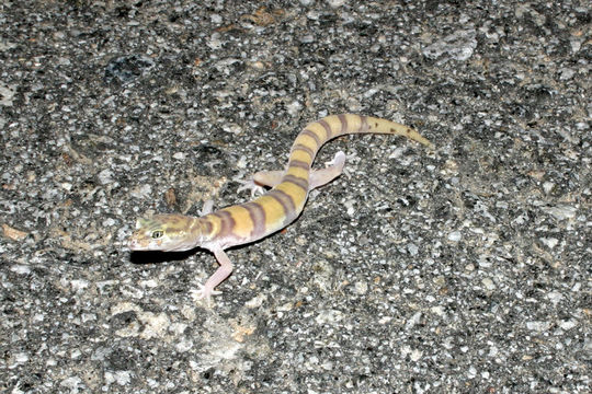 Image of Western Banded Gecko