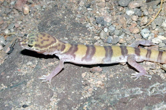 Image of Western Banded Gecko