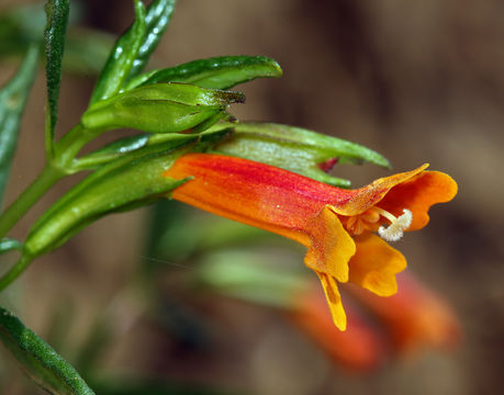 Plancia ëd <i>Mimulus aurantiacus</i> var. <i>parviflorus</i>