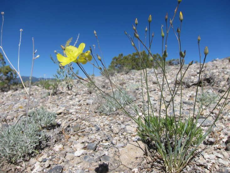 Image of sprucemont flax