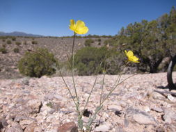 Image of sprucemont flax