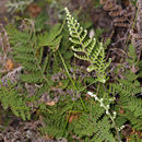 Image of <i>Cheilanthes clevelandii</i>