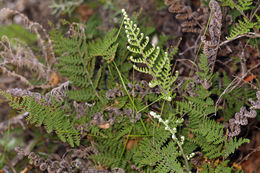 Image of <i>Cheilanthes clevelandii</i>