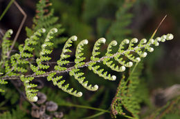 Image of <i>Cheilanthes clevelandii</i>