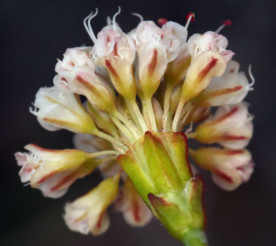 Image of <i>Eriogonum <i>grande</i></i> var. grande