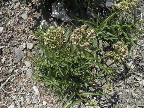 Image de Asclepias asperula (Decne.) R. E. Woodson