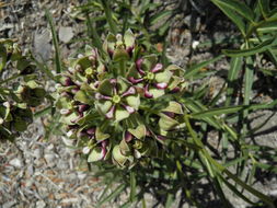 Image de Asclepias asperula (Decne.) R. E. Woodson