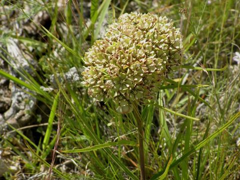 Image de Asclepias asperula (Decne.) R. E. Woodson