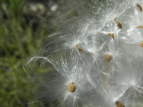 Image of spider milkweed