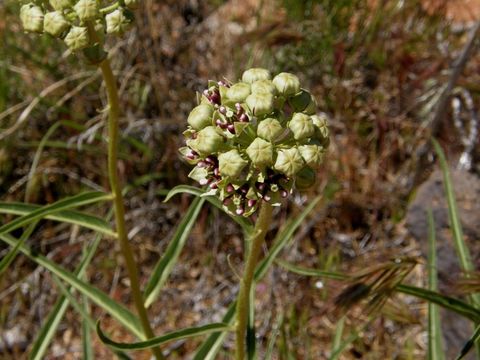 Image de Asclepias asperula (Decne.) R. E. Woodson