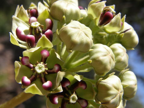 Image de Asclepias asperula (Decne.) R. E. Woodson