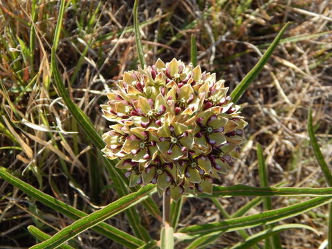 Image of spider milkweed