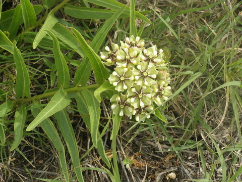 Image of antelope horns